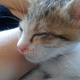 Illustration for article titled Crowdsourcing: Name These Kittens